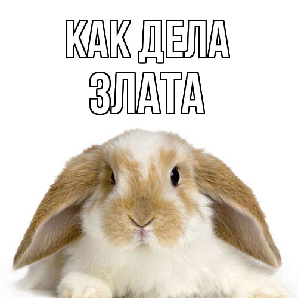 Открытка на каждый день с именем, Злата Как дела с животными Прикольная открытка с пожеланием онлайн скачать бесплатно 