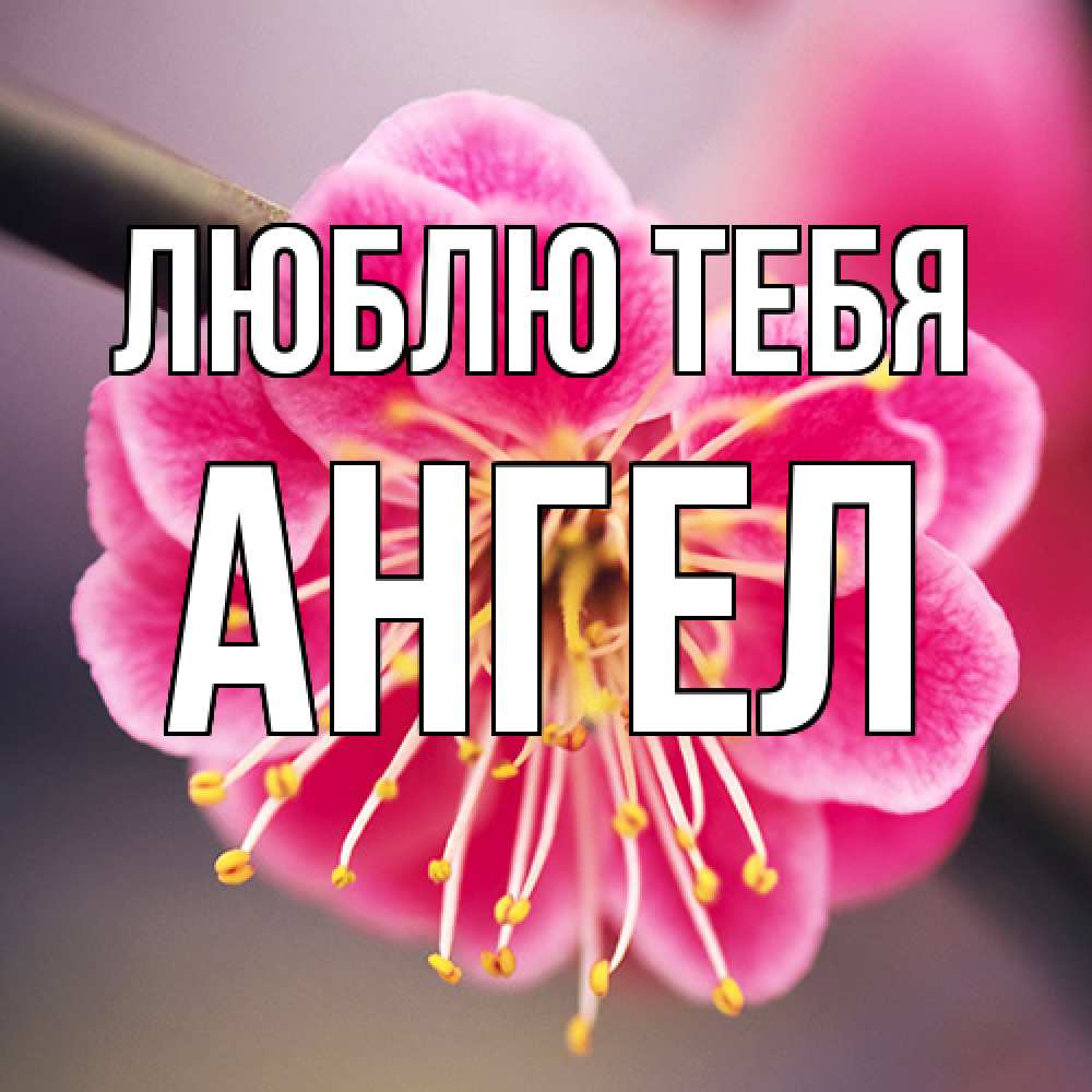 Открытка на каждый день с именем, Ангел Люблю тебя цветы Прикольная открытка с пожеланием онлайн скачать бесплатно 