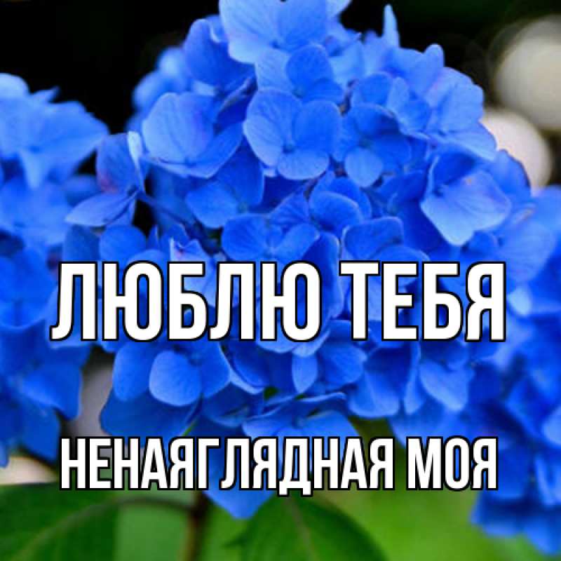 Картинка Люблю тебя, Ненаяглядная моя