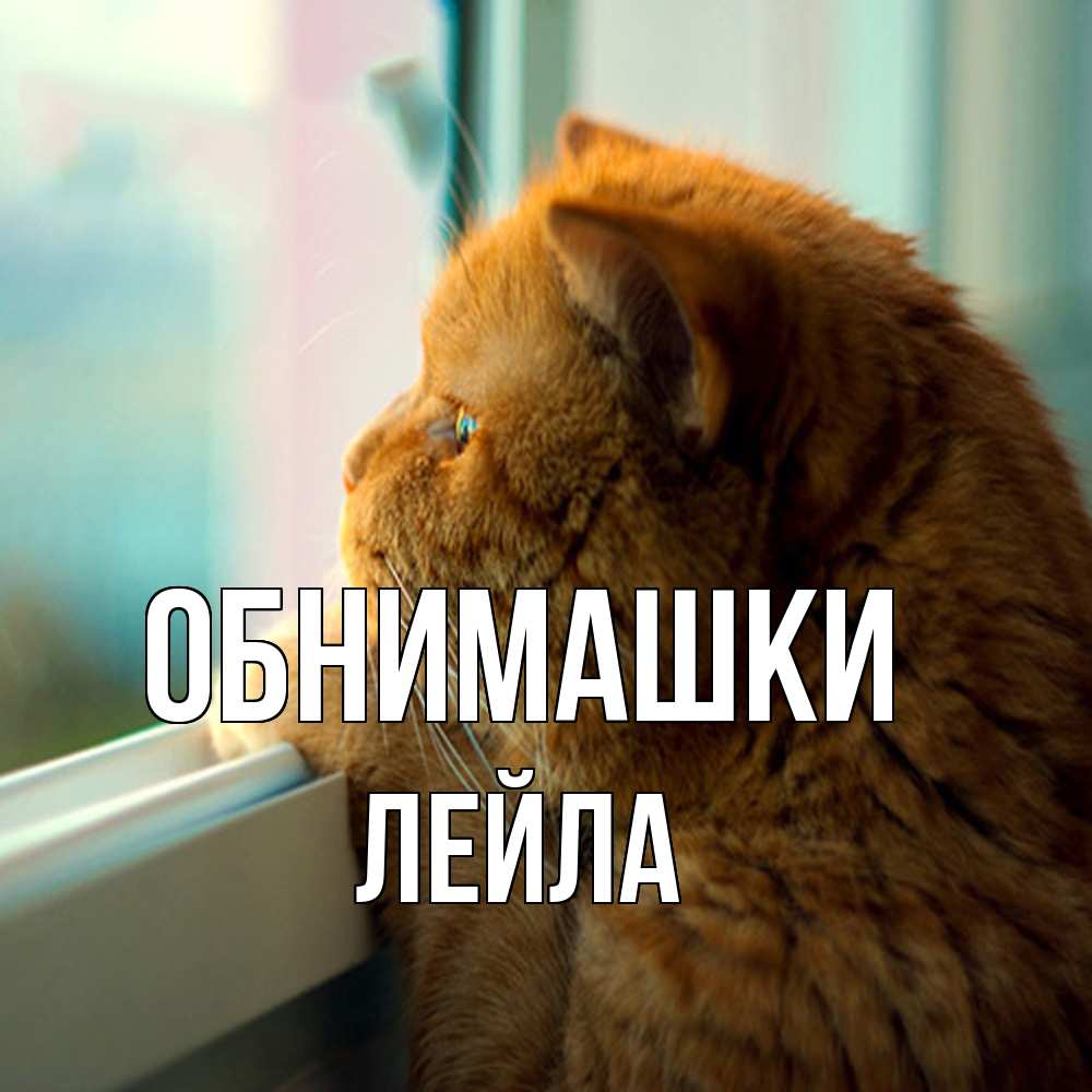 Открытка на каждый день с именем, Лейла Обнимашки большой огромный рыжий котяра Прикольная открытка с пожеланием онлайн скачать бесплатно 