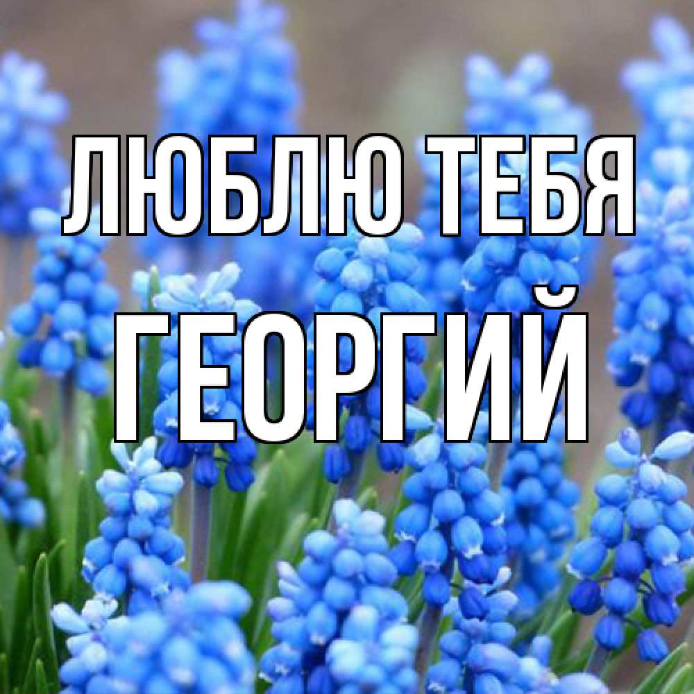 Открытка на каждый день с именем, Георгий Люблю тебя Поздравительная открытка для женщин с цветами на праздничную дату Прикольная открытка с пожеланием онлайн скачать бесплатно 