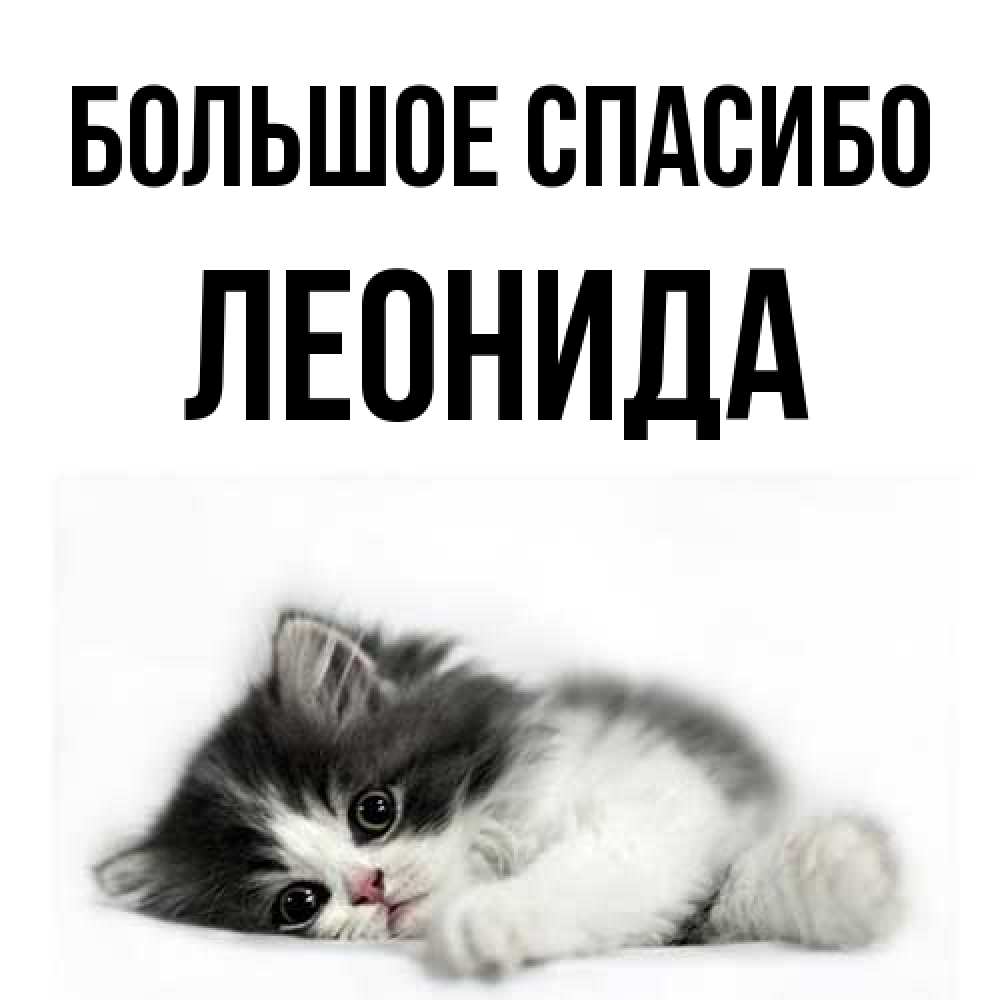 Открытка на каждый день с именем, Леонида Большое спасибо черный и белый кот Прикольная открытка с пожеланием онлайн скачать бесплатно 