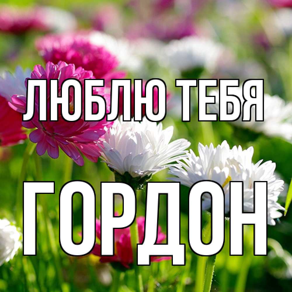 Открытка на каждый день с именем, Гордон Люблю тебя международный женский день 1 Прикольная открытка с пожеланием онлайн скачать бесплатно 