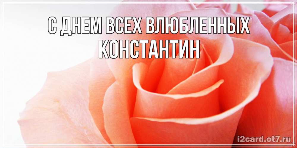 Открытка на каждый день с именем, Константин С днем всех влюбленных открытка на день Святого Валентина с розовой розой Прикольная открытка с пожеланием онлайн скачать бесплатно 