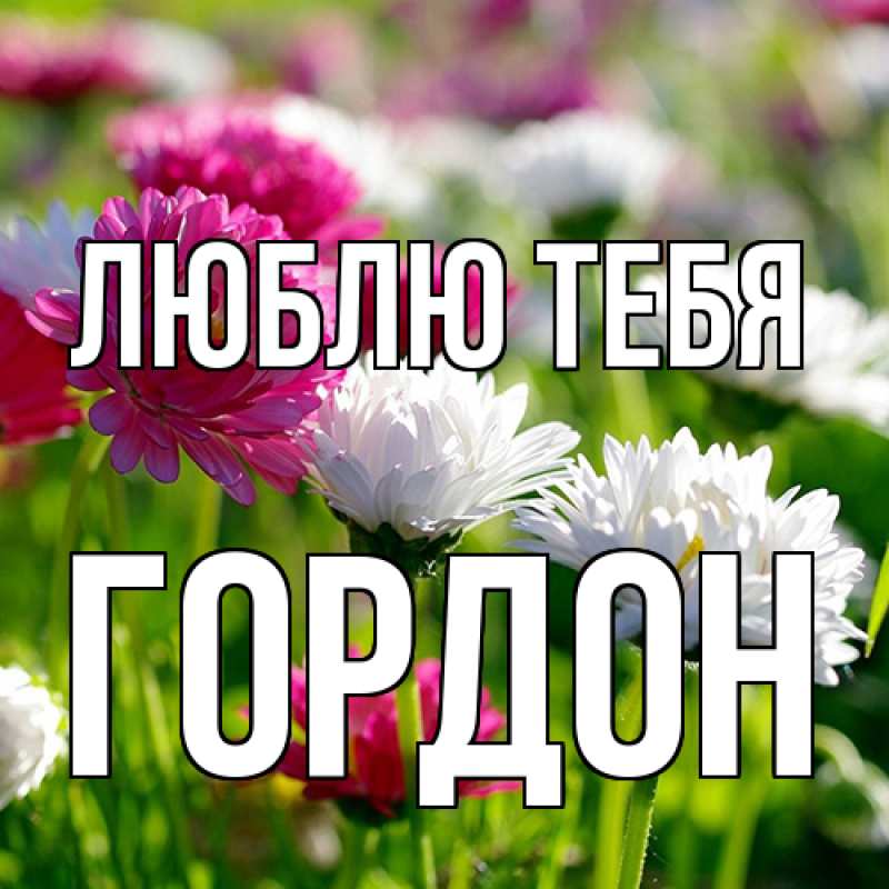 Картинка Люблю тебя, Гордон
