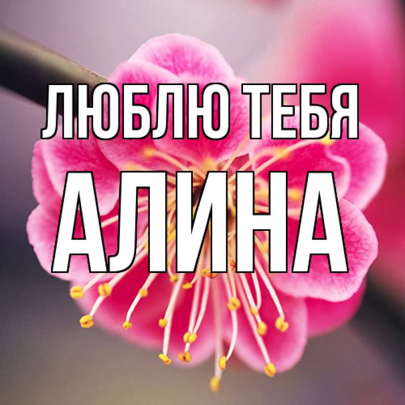 Картинка Люблю тебя, Алина