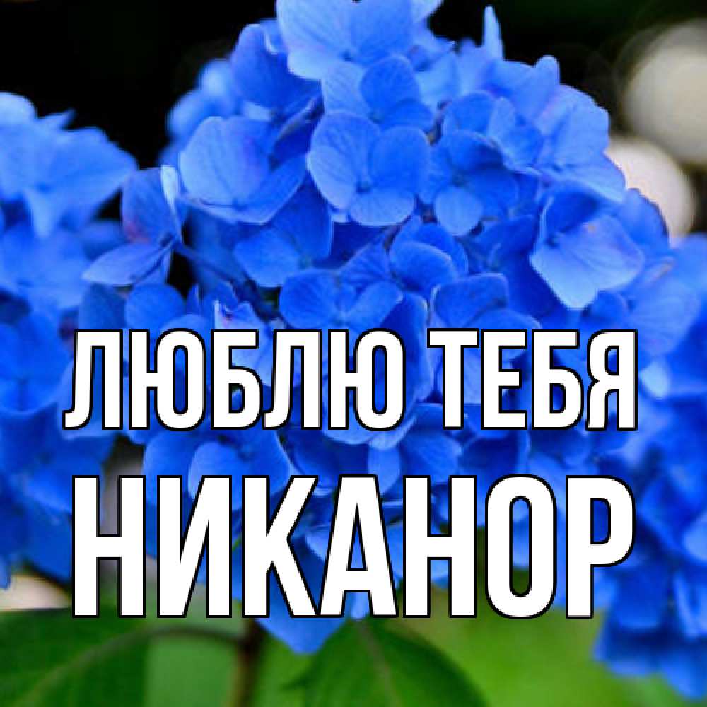 Открытка на каждый день с именем, Никанор Люблю тебя синие цветы Прикольная открытка с пожеланием онлайн скачать бесплатно 