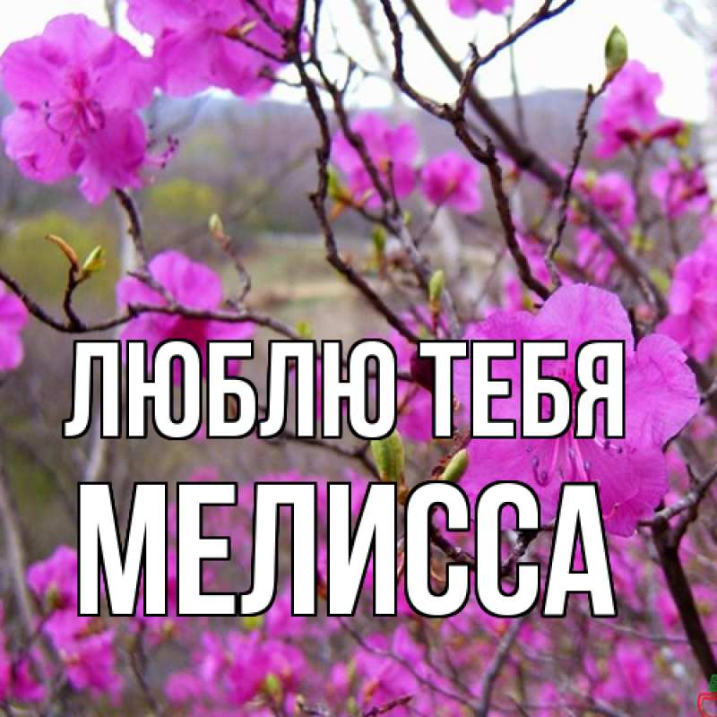 Картинка Люблю тебя, Мелисса