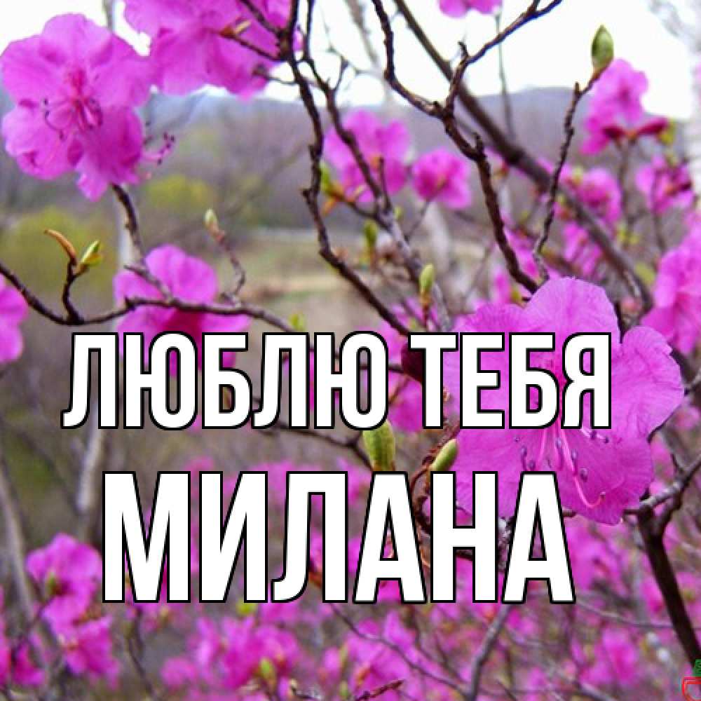Открытка на каждый день с именем, Милана Люблю тебя международный женский день Прикольная открытка с пожеланием онлайн скачать бесплатно 
