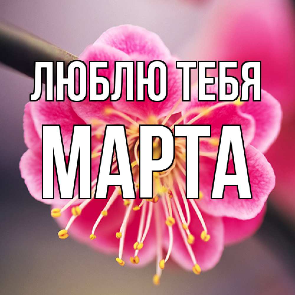 Открытка на каждый день с именем, Марта Люблю тебя цветы Прикольная открытка с пожеланием онлайн скачать бесплатно 