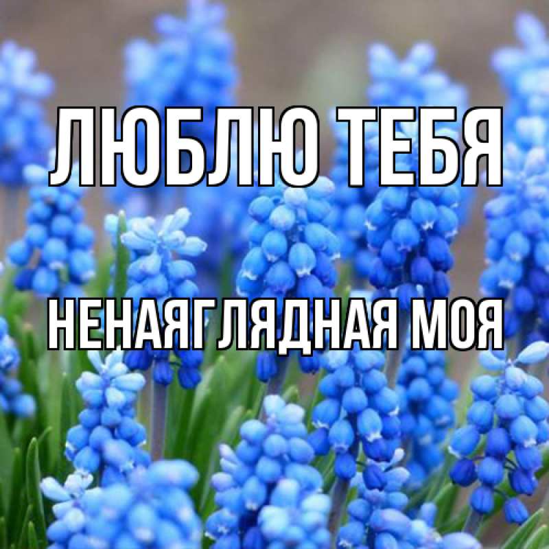 Картинка Люблю тебя, Ненаяглядная моя