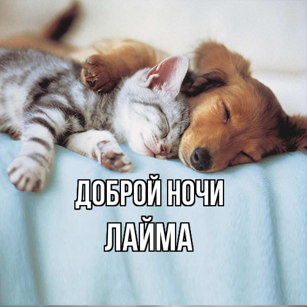 Открытка на каждый день с именем, Лайма Доброй ночи с животными Прикольная открытка с пожеланием онлайн скачать бесплатно 