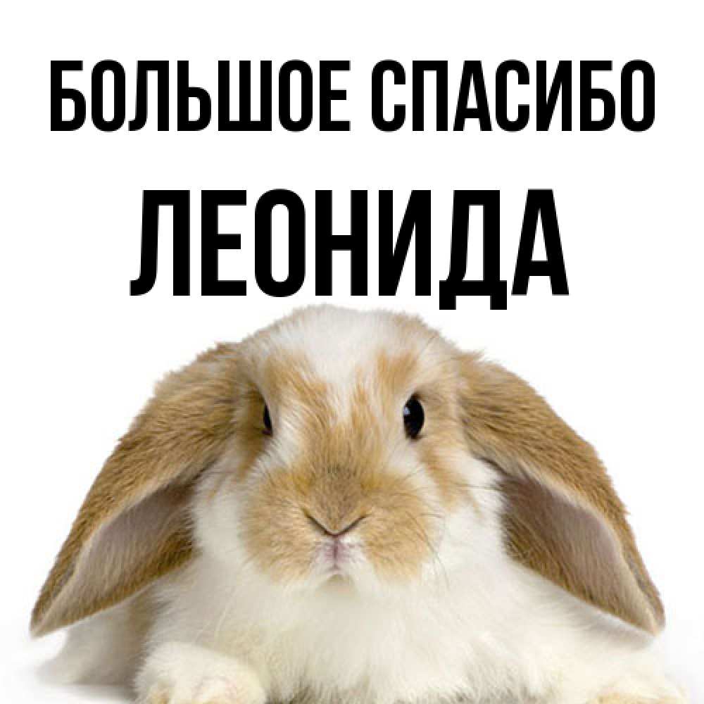 Открытка на каждый день с именем, Леонида Большое спасибо коричнево белый заяц Прикольная открытка с пожеланием онлайн скачать бесплатно 
