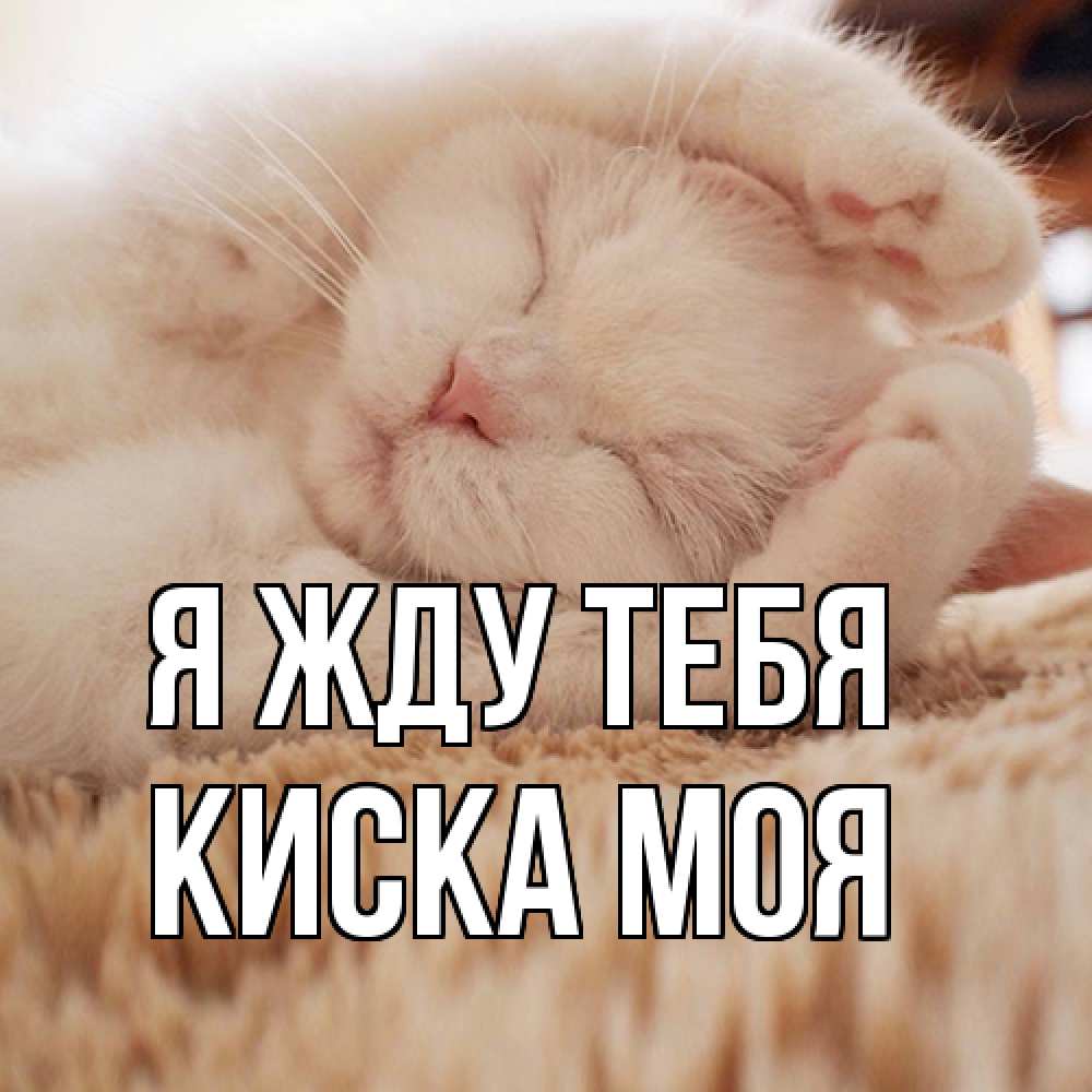 Открытка на каждый день с именем, Киска-моя Я жду тебя для любимой девушки милота Прикольная открытка с пожеланием онлайн скачать бесплатно 