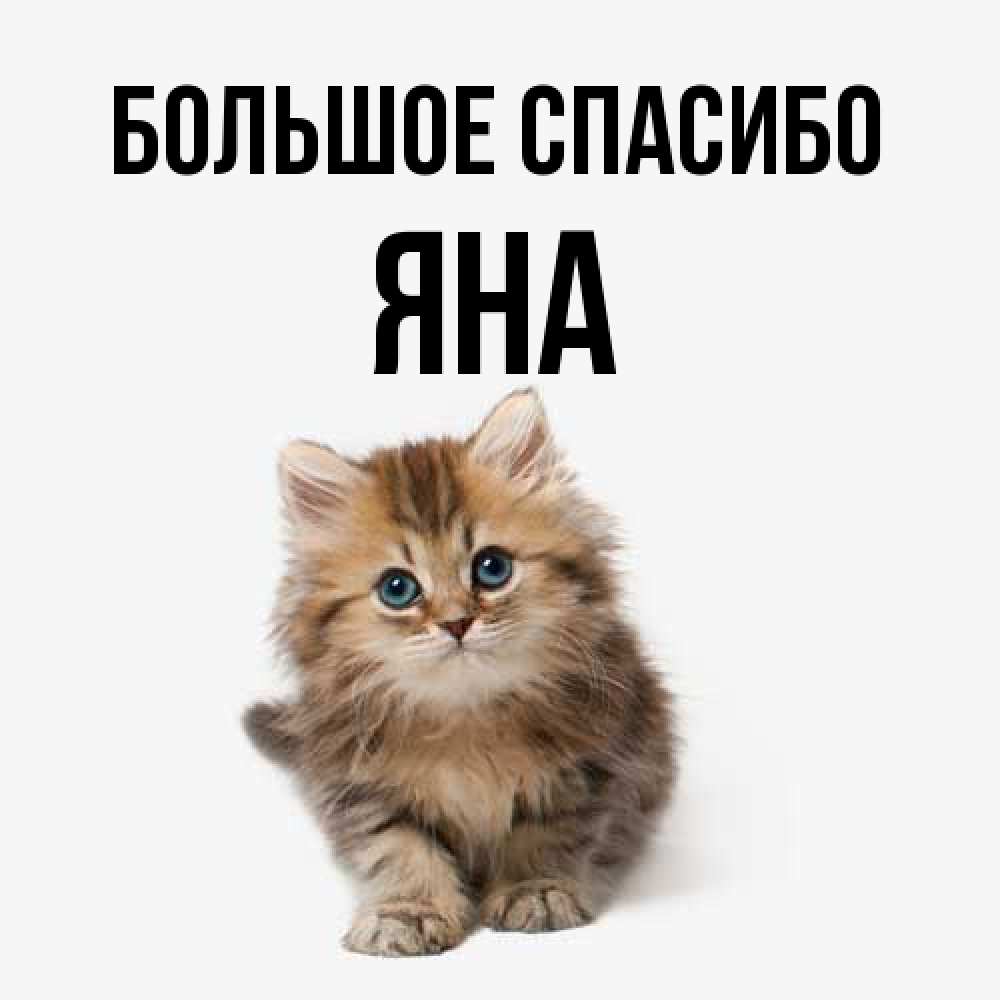 Открытка на каждый день с именем, Яна Большое спасибо пушистый котик Прикольная открытка с пожеланием онлайн скачать бесплатно 