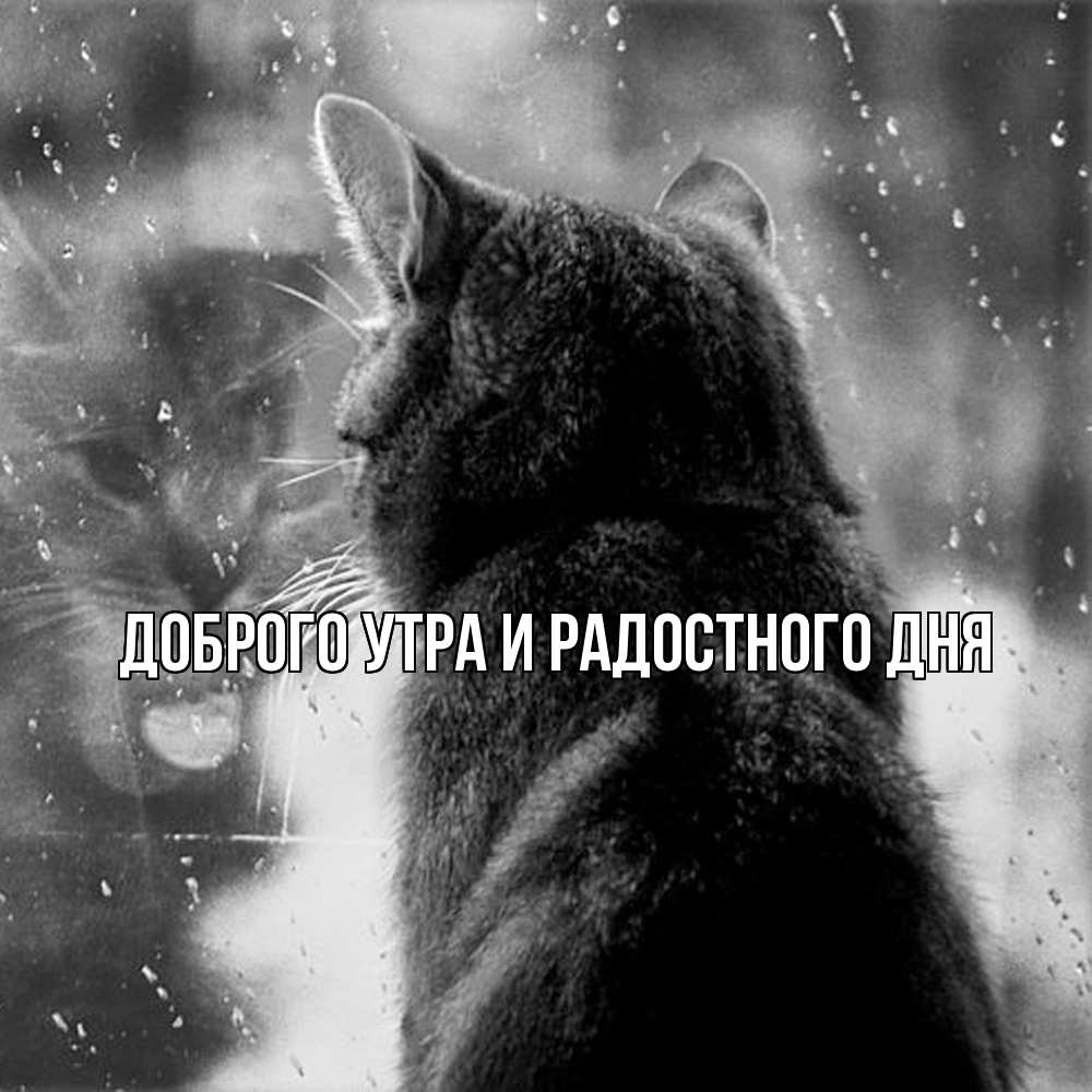 Открытка на каждый день с именем, Ия Не грусти все будет хорошо отражение кота 1 Прикольная открытка с пожеланием онлайн скачать бесплатно 