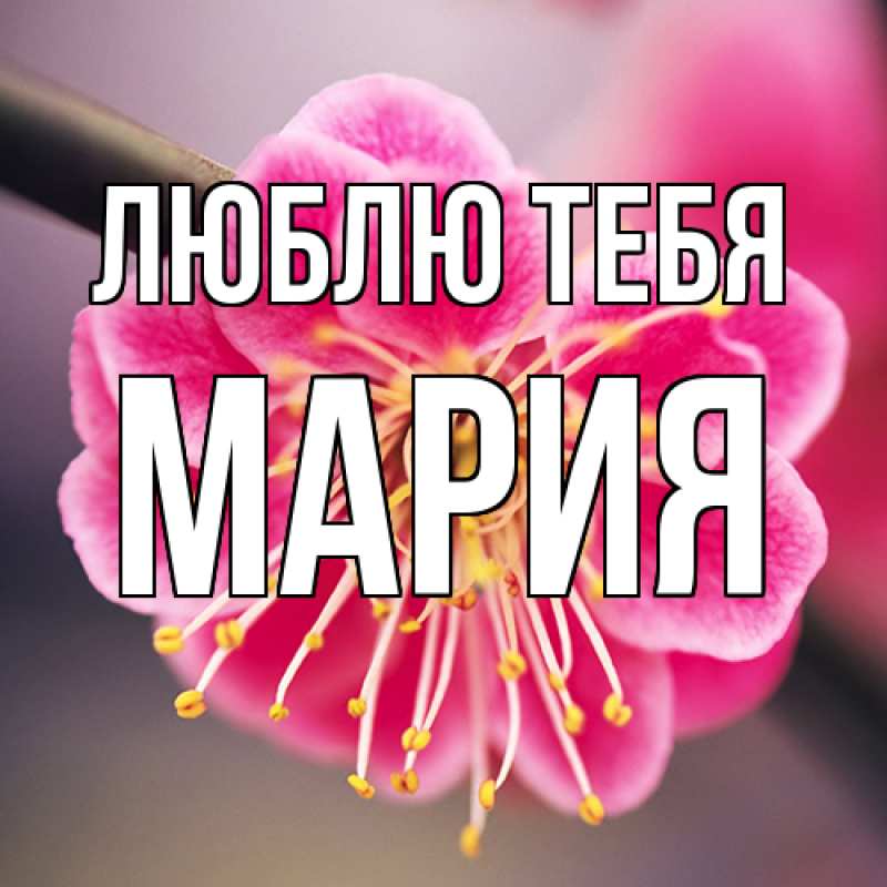 Картинка Люблю тебя, Мария