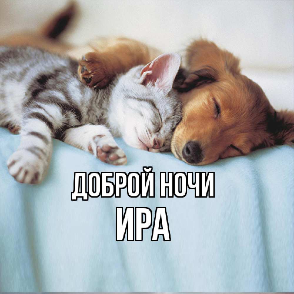 Открытка на каждый день с именем, Ира Доброй ночи с животными Прикольная открытка с пожеланием онлайн скачать бесплатно 