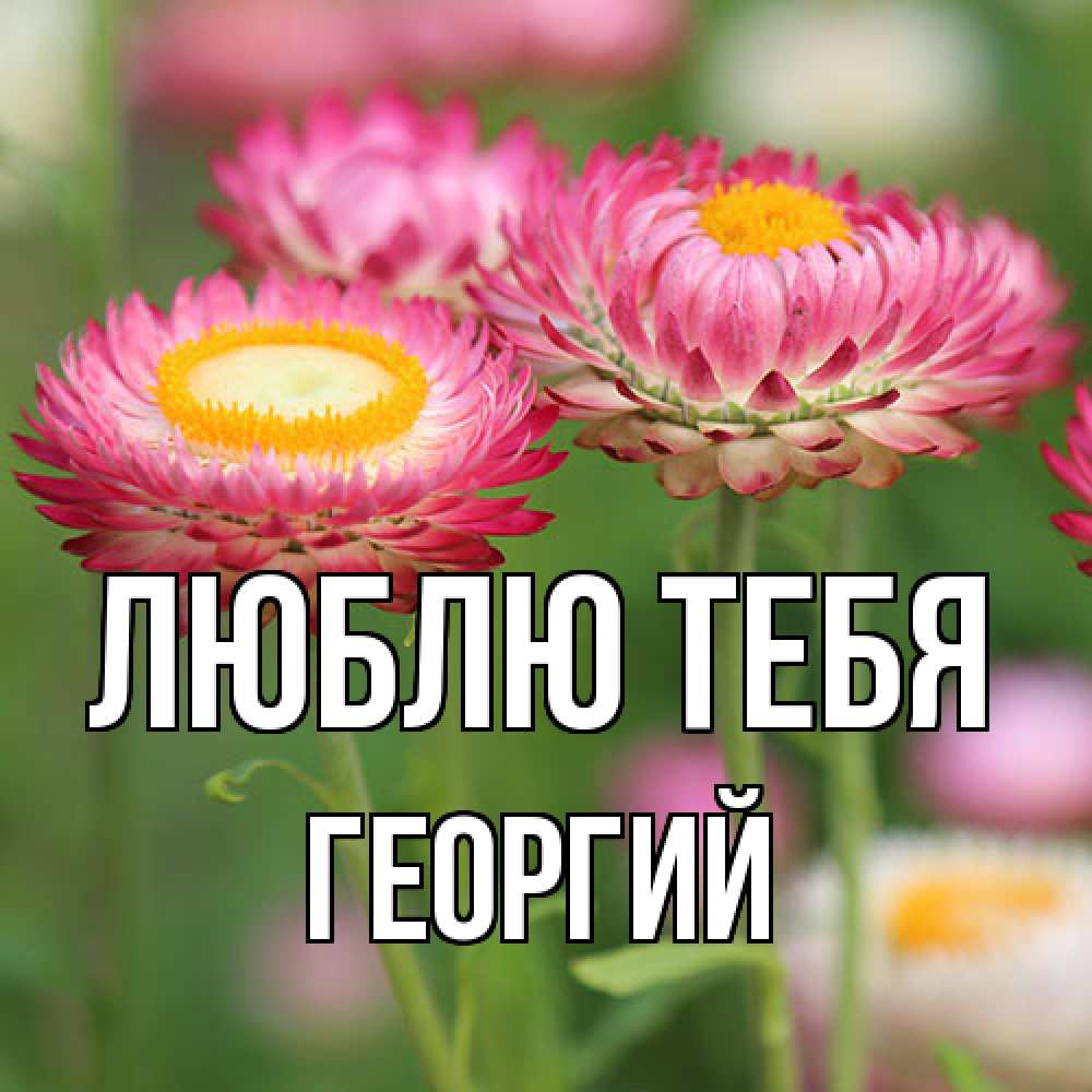 Открытка на каждый день с именем, Георгий Люблю тебя подарок на международный женский день Прикольная открытка с пожеланием онлайн скачать бесплатно 