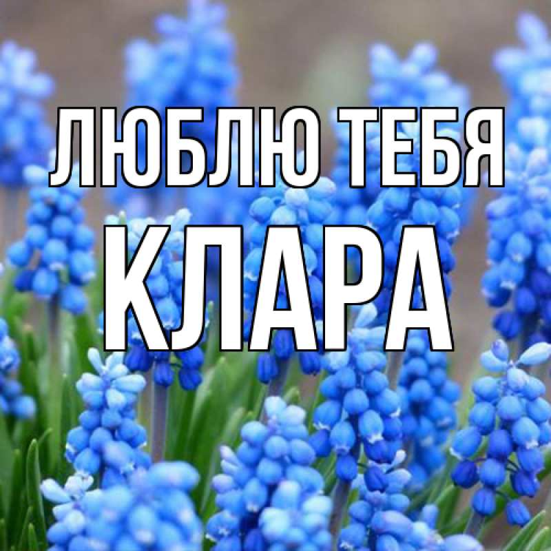 Картинка Люблю тебя, Клара