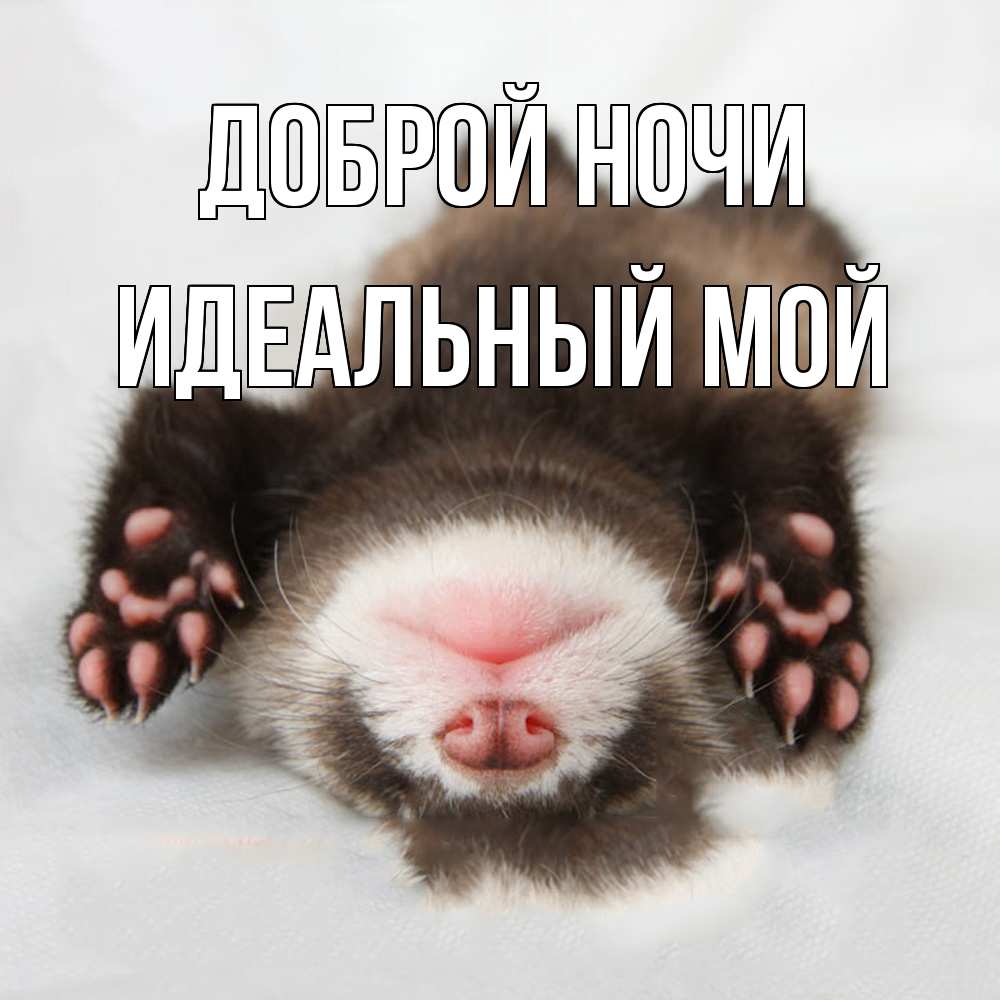 Открытка на каждый день с именем, Идеальный-мой Доброй ночи зверек Прикольная открытка с пожеланием онлайн скачать бесплатно 