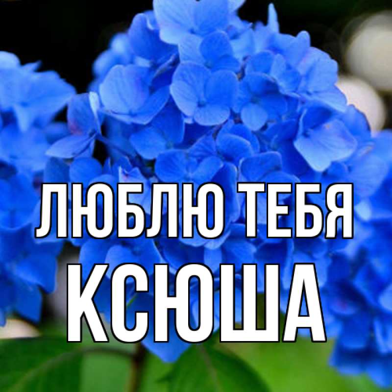 Картинка Люблю тебя, Ксюша