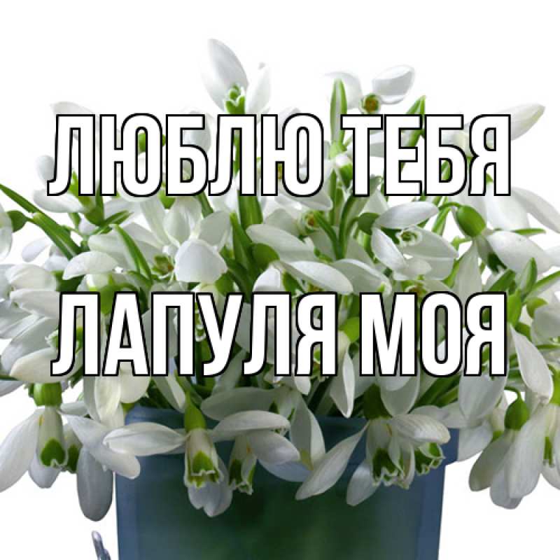 Картинка Люблю тебя, Лапуля моя