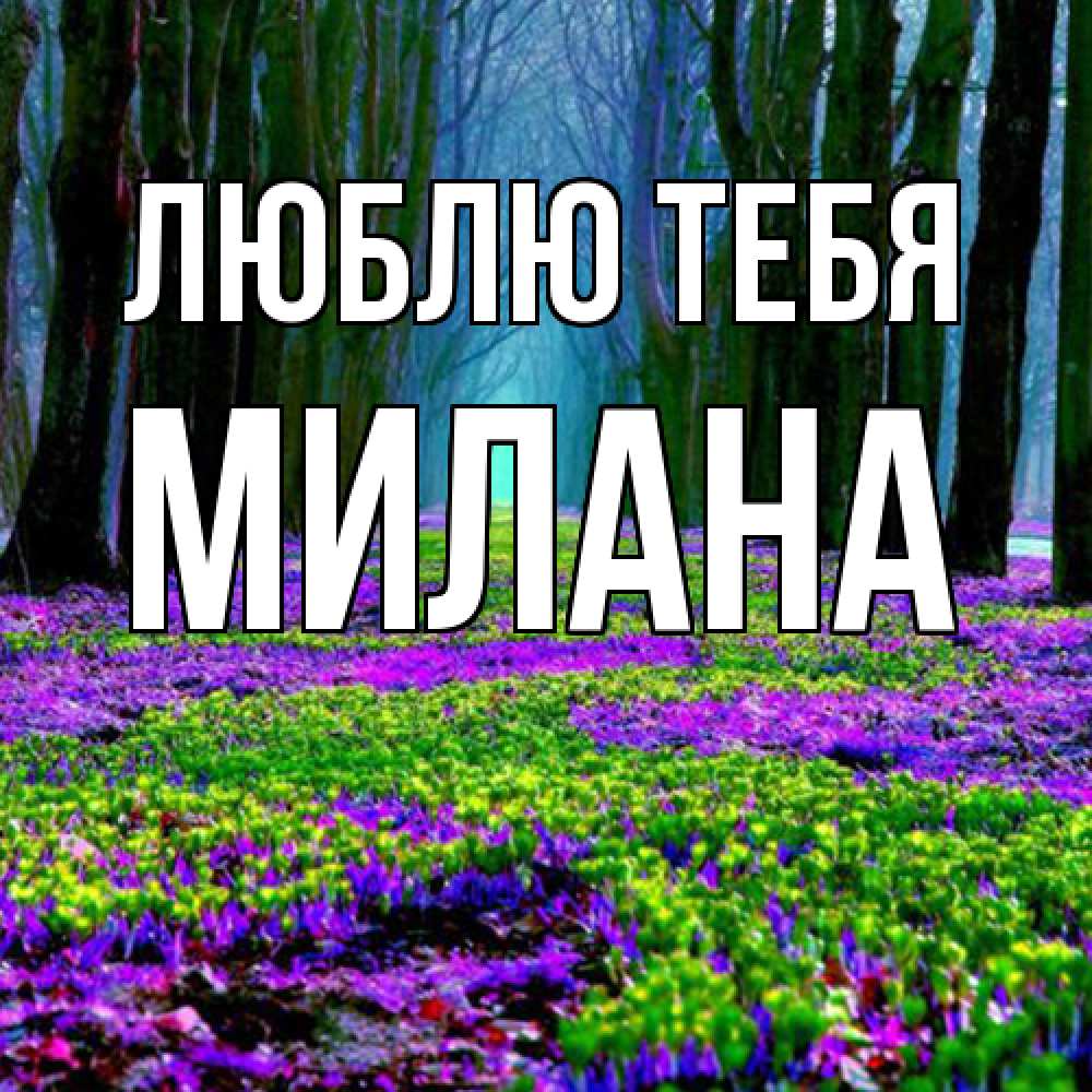 Открытка на каждый день с именем, Милана Люблю тебя фиолетовые цветы в лесу 1 Прикольная открытка с пожеланием онлайн скачать бесплатно 