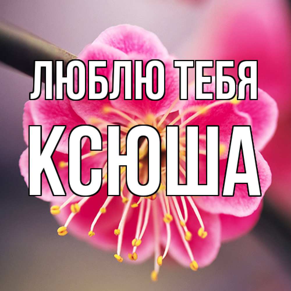 Открытка на каждый день с именем, Ксюша Люблю тебя цветы Прикольная открытка с пожеланием онлайн скачать бесплатно 