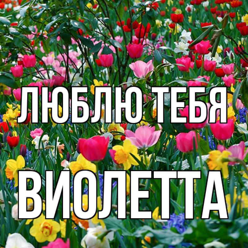 Картинка Люблю тебя, Виолетта