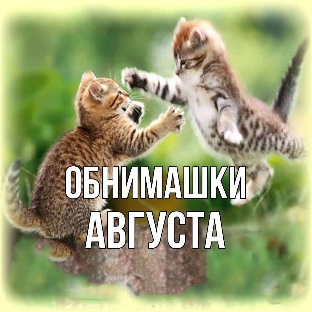 Открытка на каждый день с именем, Августа Обнимашки игры котят Прикольная открытка с пожеланием онлайн скачать бесплатно 