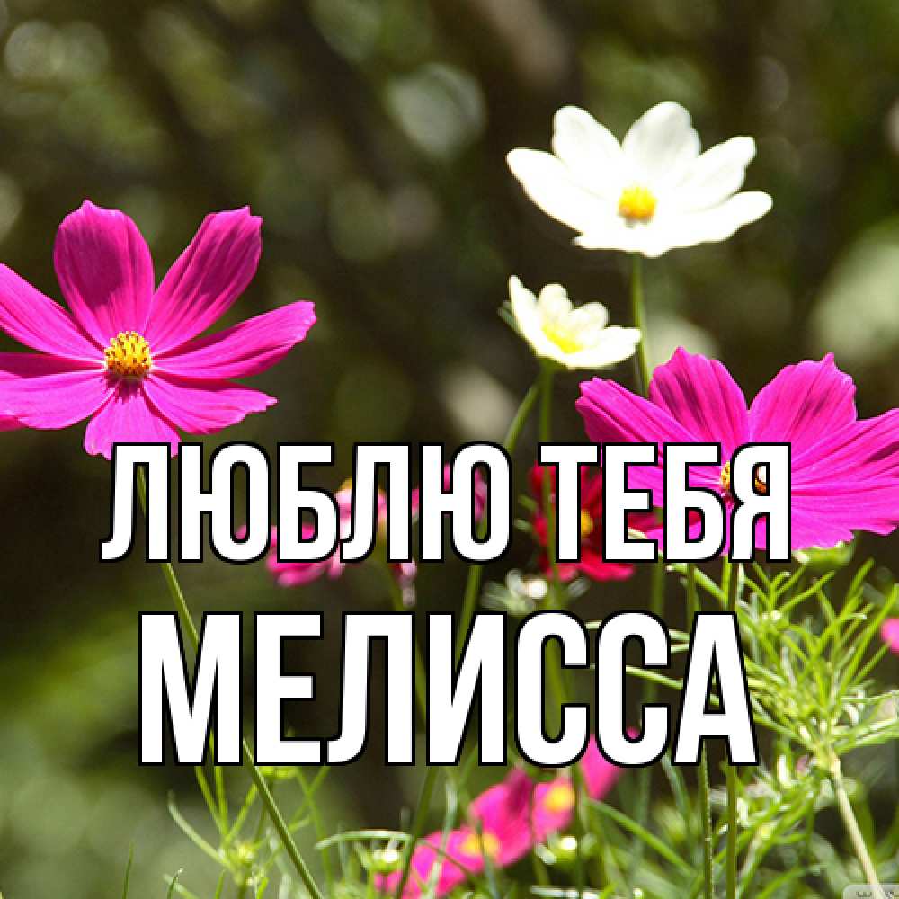 Открытка на каждый день с именем, Мелисса Люблю тебя цветы Прикольная открытка с пожеланием онлайн скачать бесплатно 
