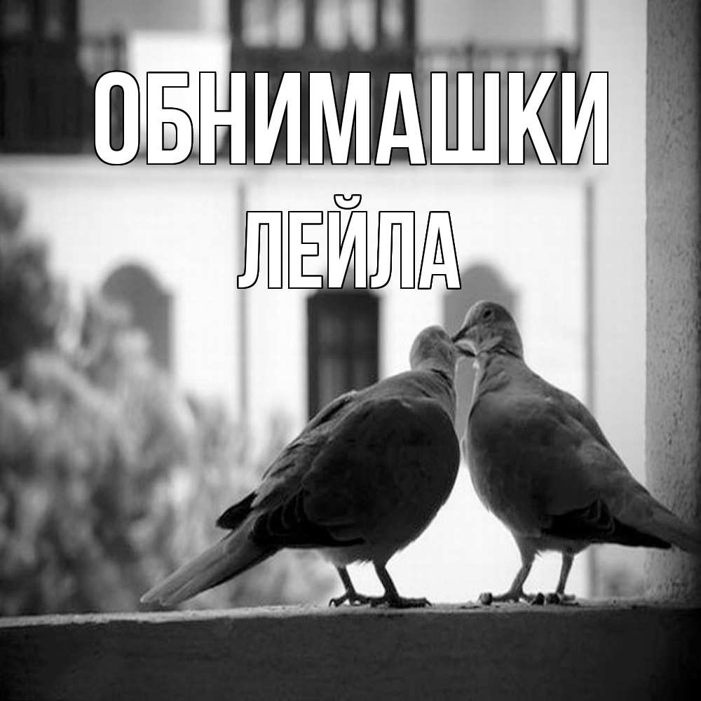 Открытка на каждый день с именем, Лейла Обнимашки птицы на подоконнике Прикольная открытка с пожеланием онлайн скачать бесплатно 