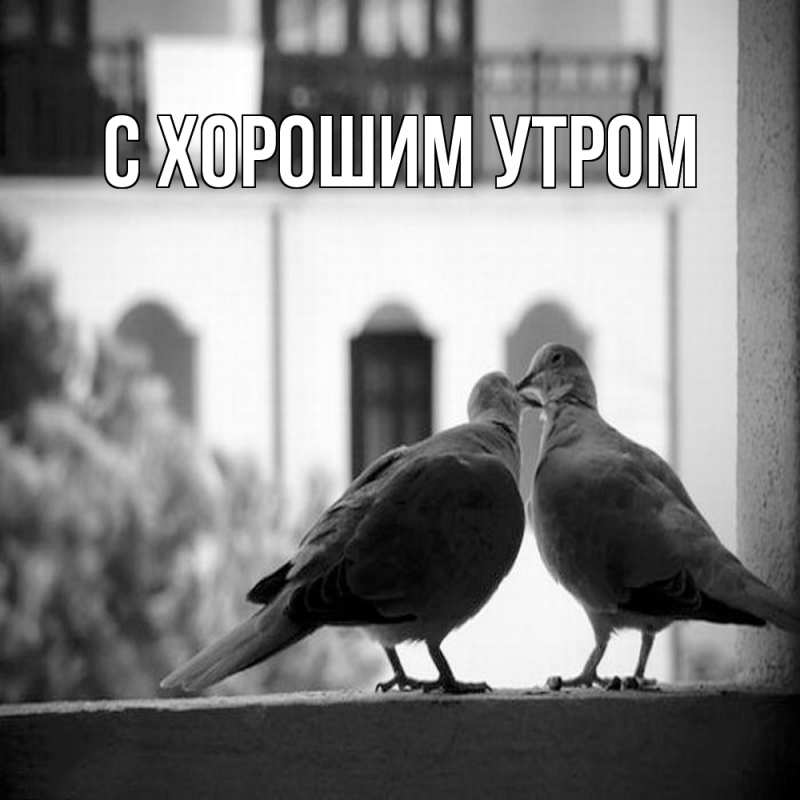 Картинка Обнимашки, Лейла