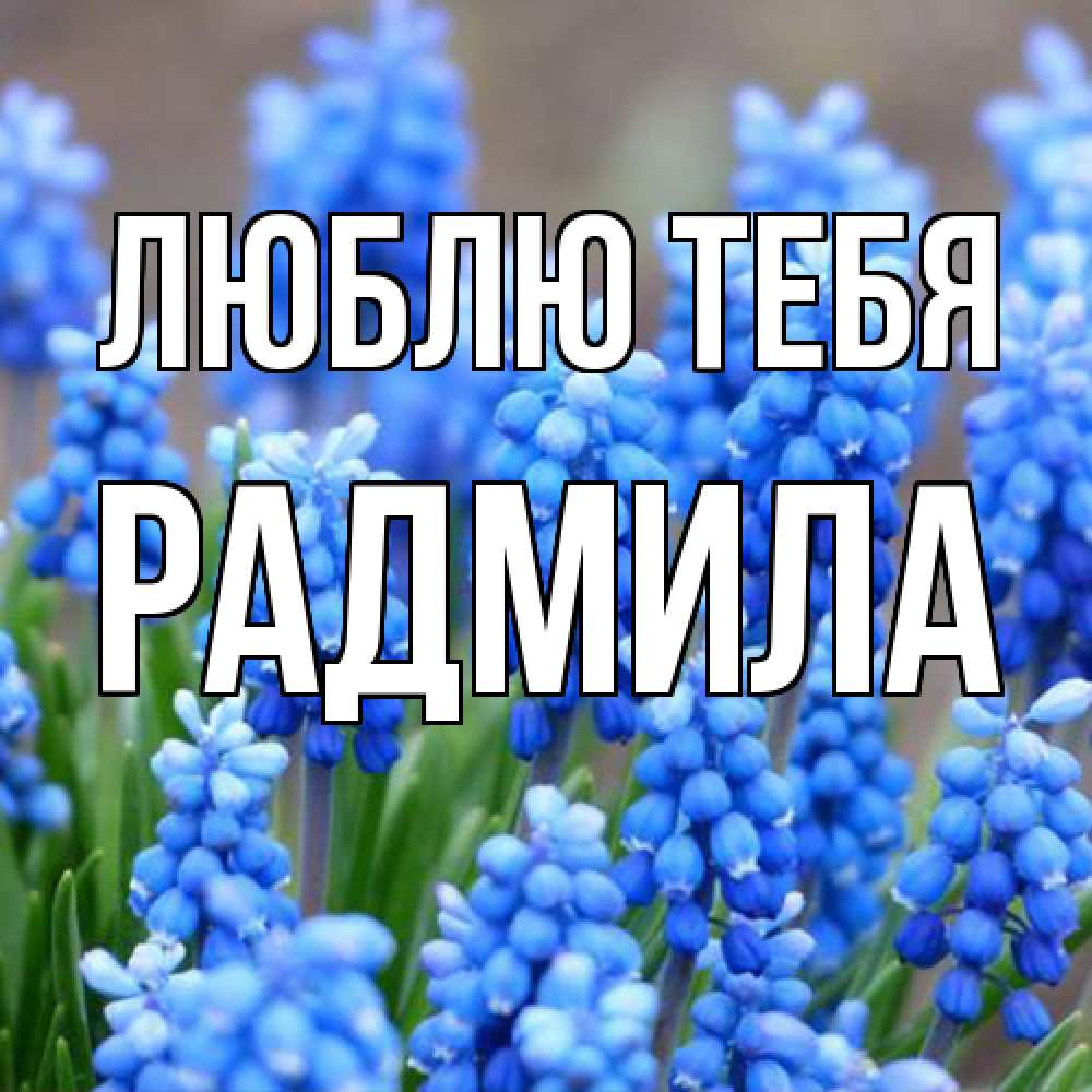 Открытка на каждый день с именем, Радмила Люблю тебя Поздравительная открытка для женщин с цветами на праздничную дату Прикольная открытка с пожеланием онлайн скачать бесплатно 