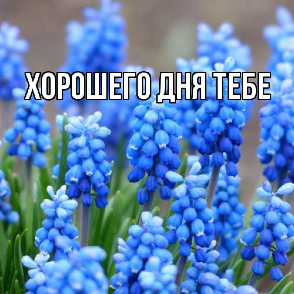 Открытка на каждый день с именем, Родной Люблю тебя Поздравительная открытка для женщин с цветами на праздничную дату Прикольная открытка с пожеланием онлайн скачать бесплатно 