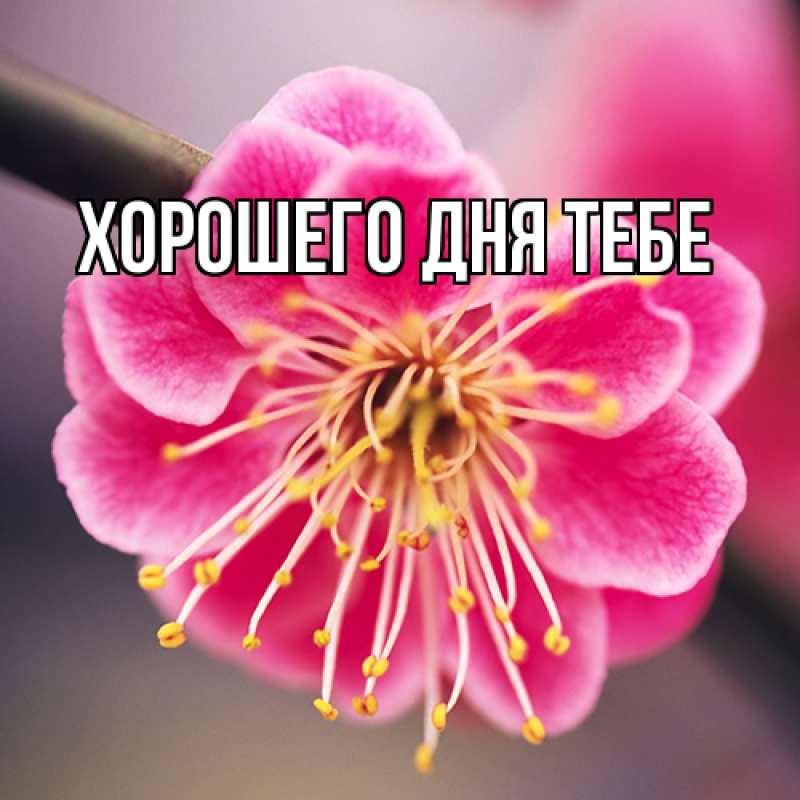 Открытка с именем, Харита, Люблю тебя
