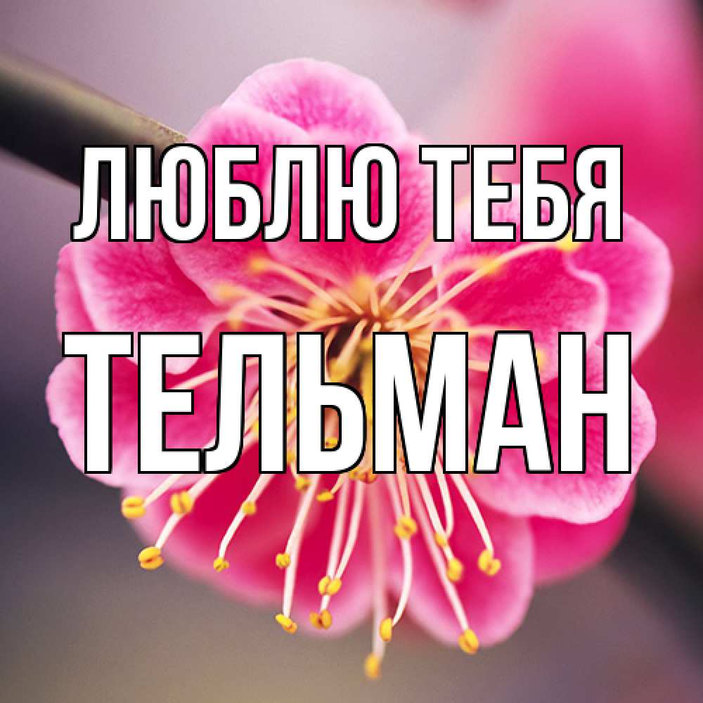 Открытка на каждый день с именем, Тельман Люблю тебя цветы Прикольная открытка с пожеланием онлайн скачать бесплатно 