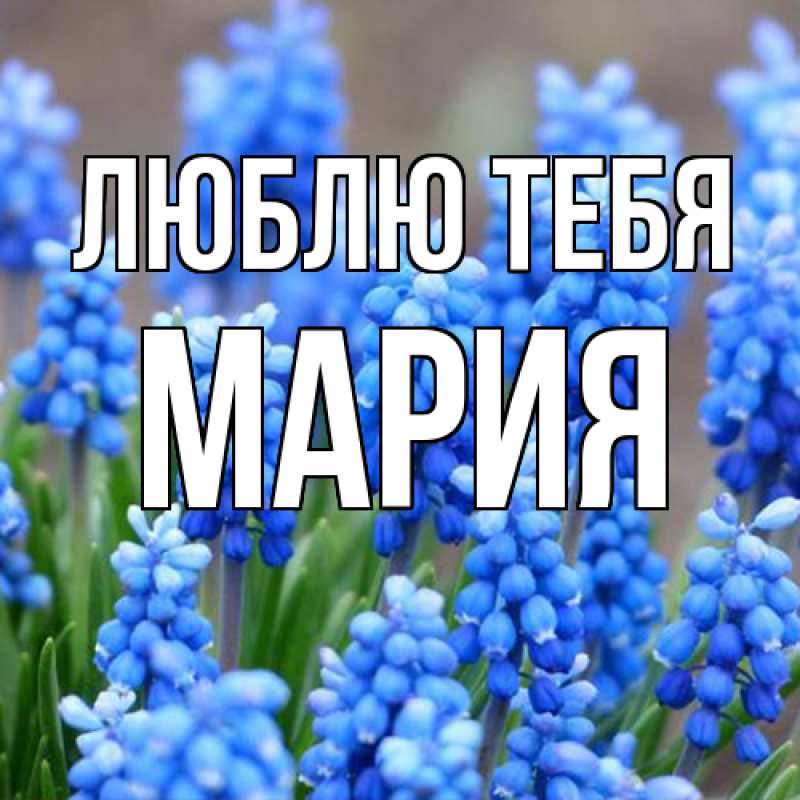 Картинка Люблю тебя, Мария
