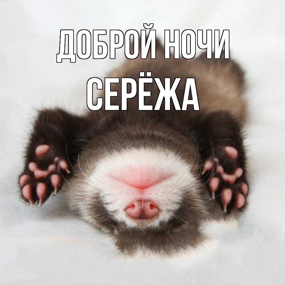 Открытка на каждый день с именем, Серёжа Доброй ночи зверек Прикольная открытка с пожеланием онлайн скачать бесплатно 