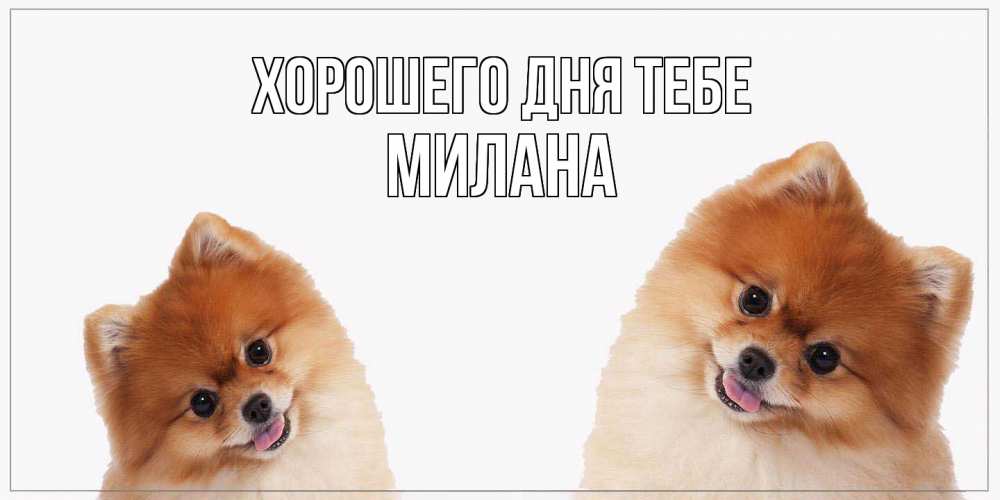 Открытка на каждый день с именем, Милана Хорошего дня тебе собачки желают прекрасного дня Прикольная открытка с пожеланием онлайн скачать бесплатно 