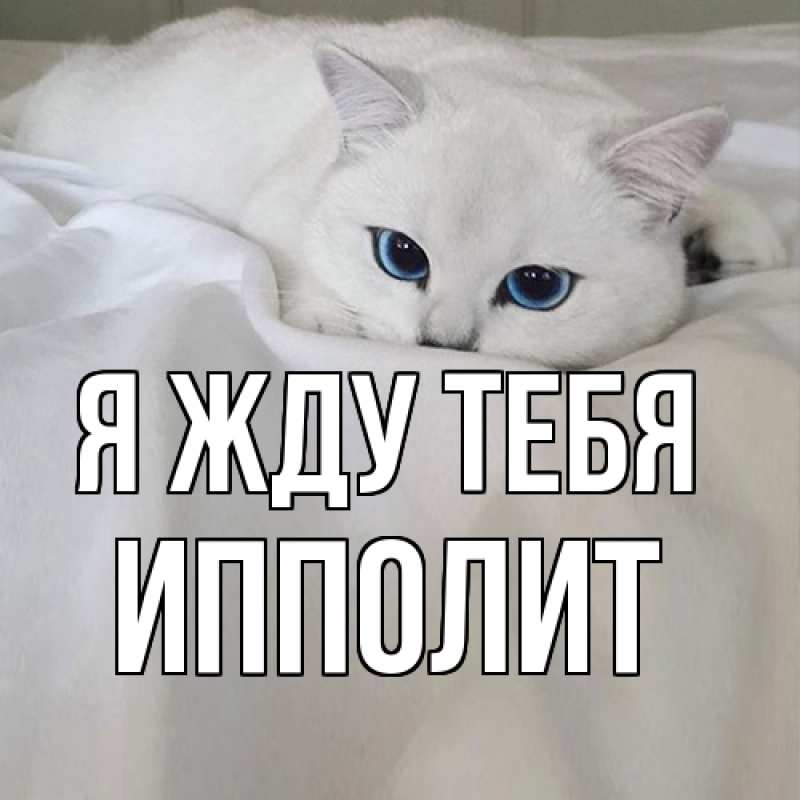 Картинка Я жду тебя, Ипполит