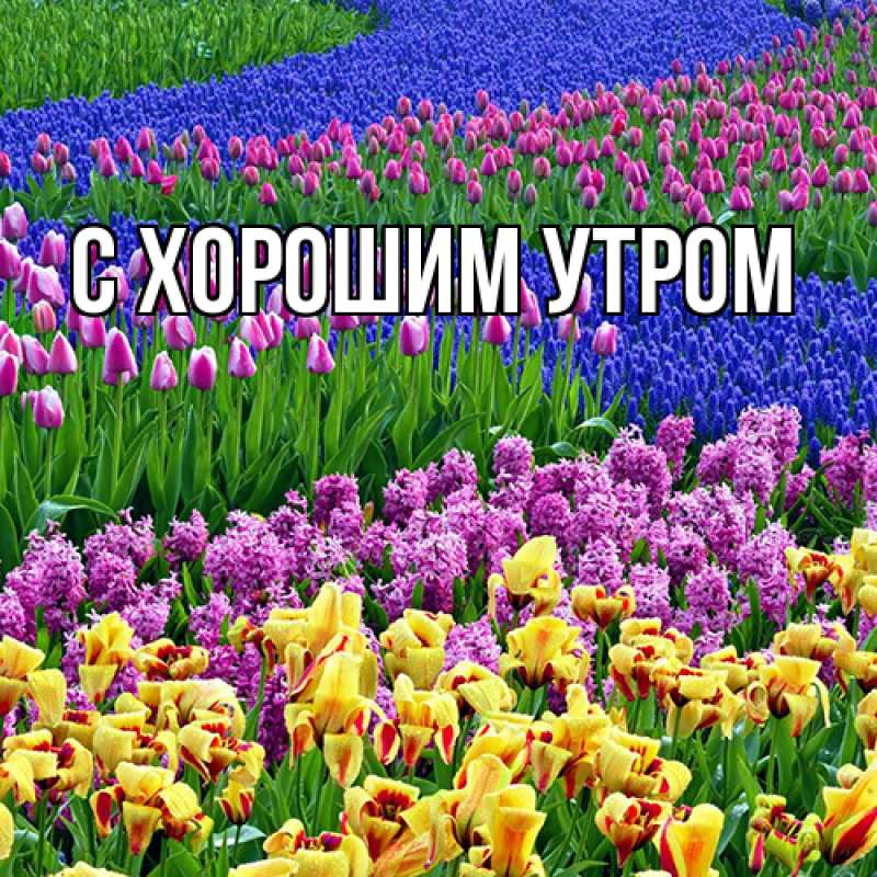 Картинка Люблю тебя, Таня