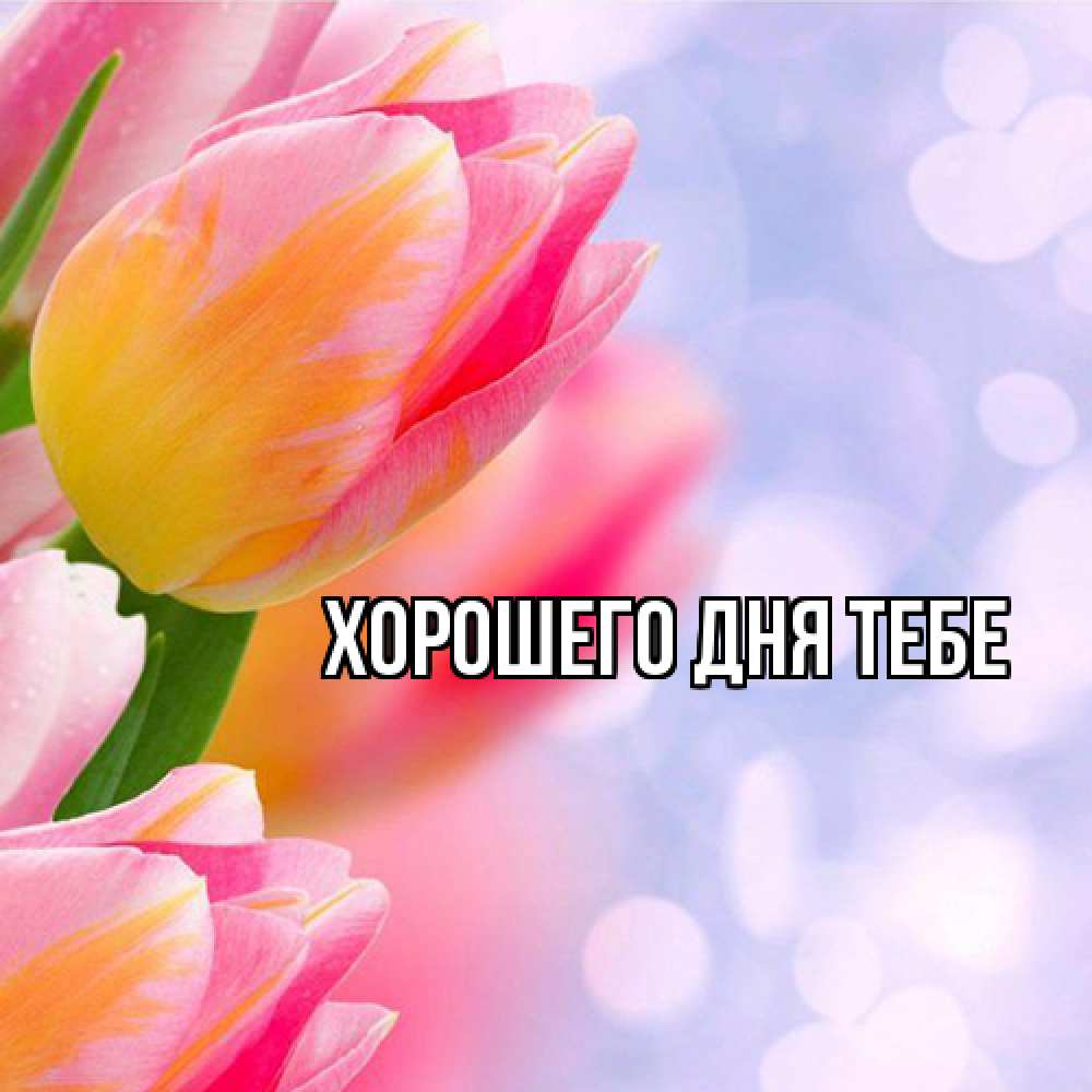 Открытка на каждый день с именем, Родной Люблю тебя тюльпаны 2 Прикольная открытка с пожеланием онлайн скачать бесплатно 