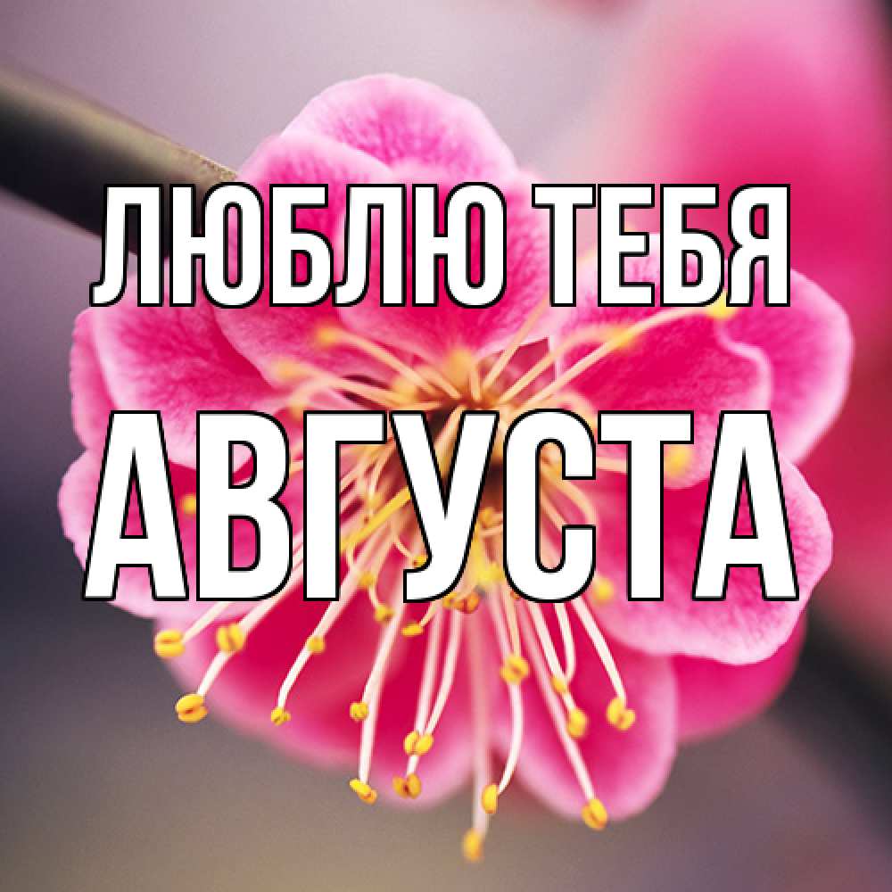 Открытка на каждый день с именем, Августа Люблю тебя цветы Прикольная открытка с пожеланием онлайн скачать бесплатно 