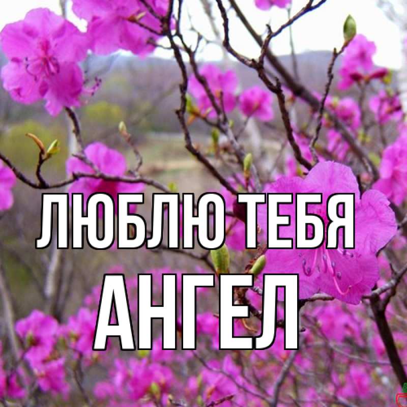 Картинка Люблю тебя, Ангел