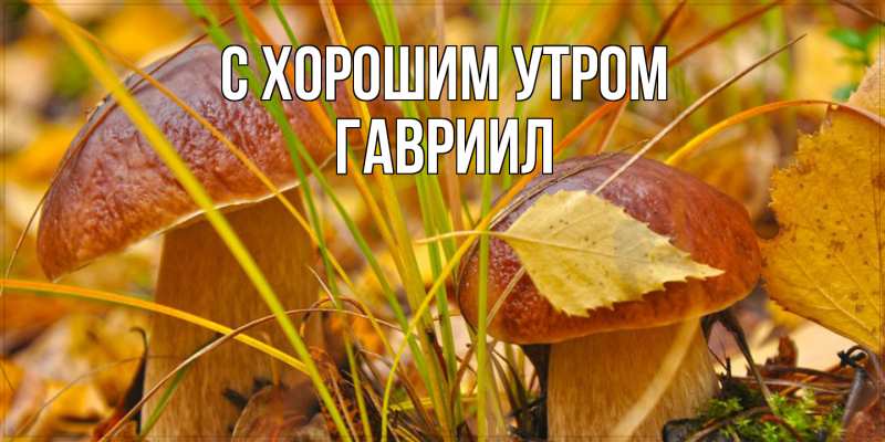 Картинка С хорошим утром, Гавриил