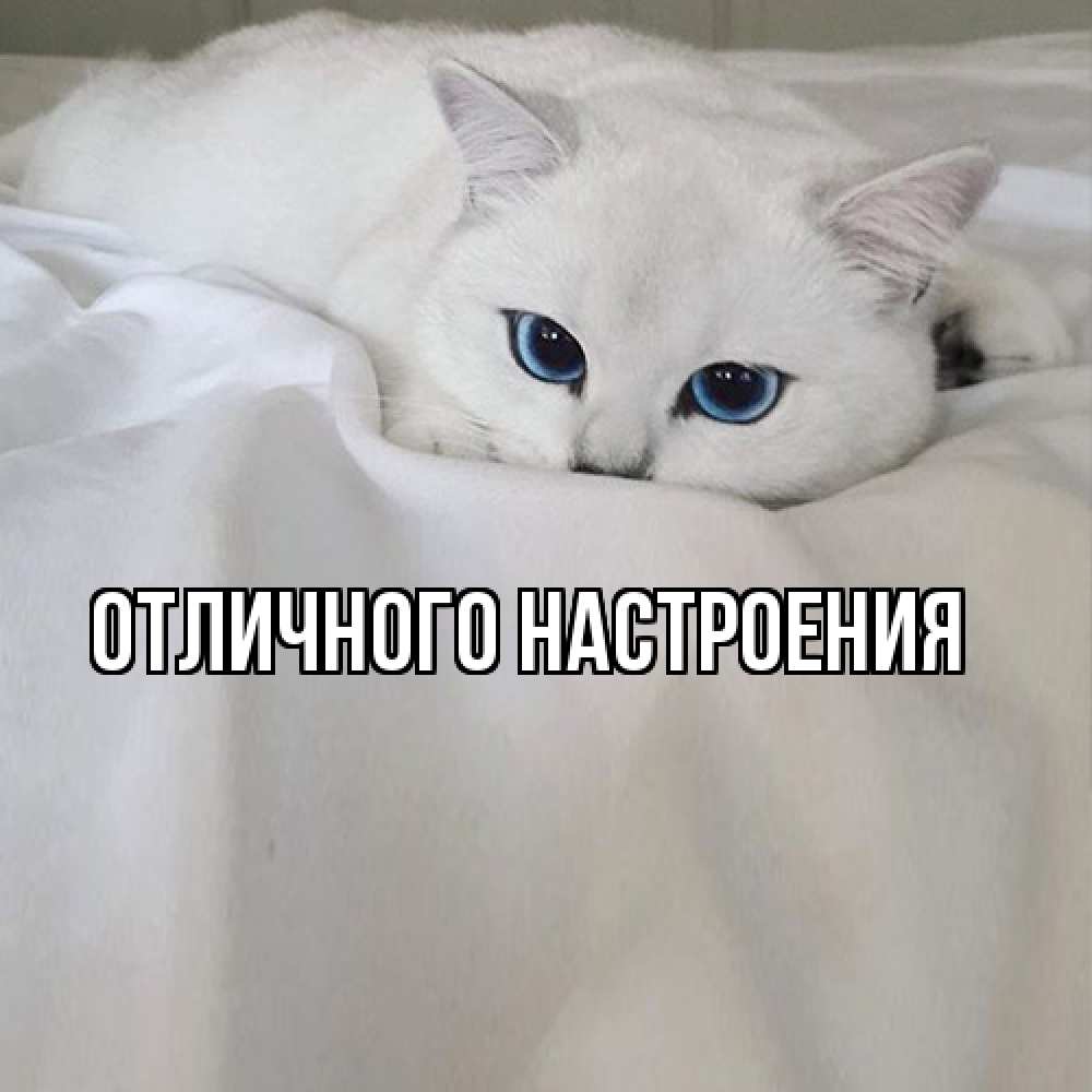 Открытка на каждый день с именем, Киска-моя Я жду тебя я очень по тебе скучаю и тоскую Прикольная открытка с пожеланием онлайн скачать бесплатно 