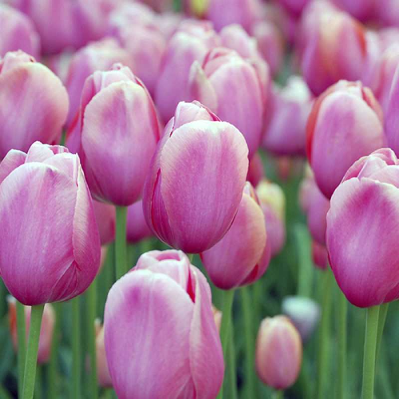 Картинка Люблю тебя, Коля