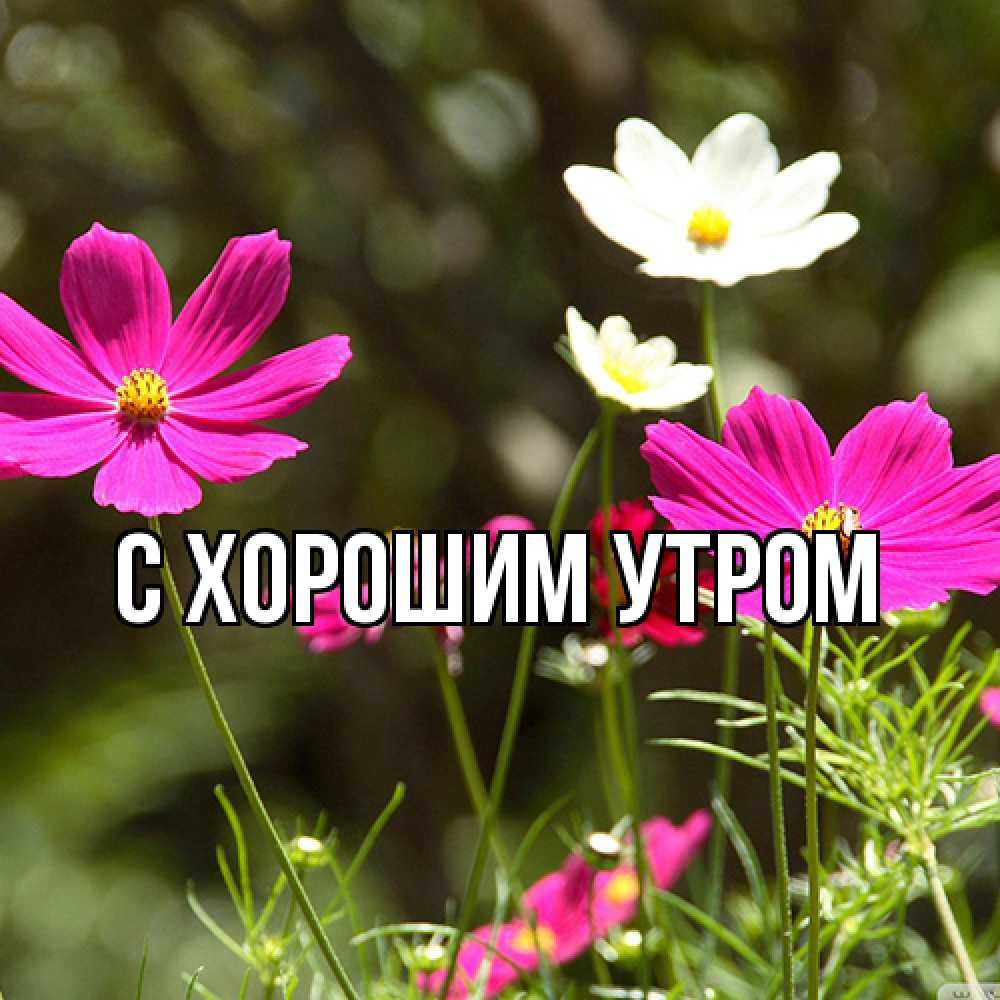 Открытка на каждый день с именем, Дима Люблю тебя цветы Прикольная открытка с пожеланием онлайн скачать бесплатно 